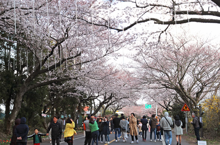 ▲ 애월읍 장전리에서 펼쳐진 제28회 제주왕벚꽃축제. ⓒ헤드라인제주